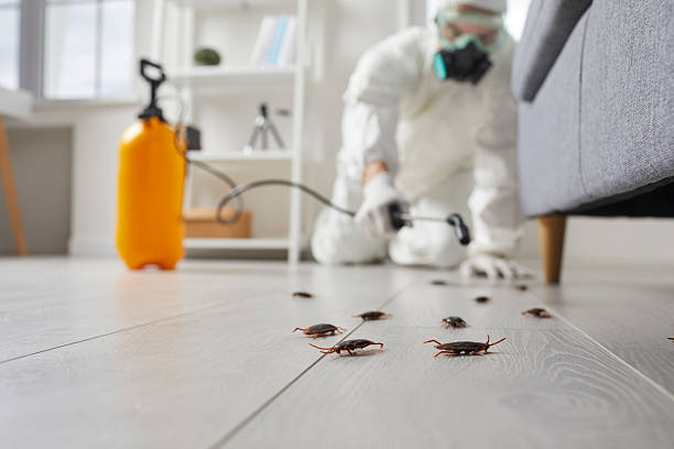 Post-Treatment Bed Bug Interceptor Monitoring in Ogden